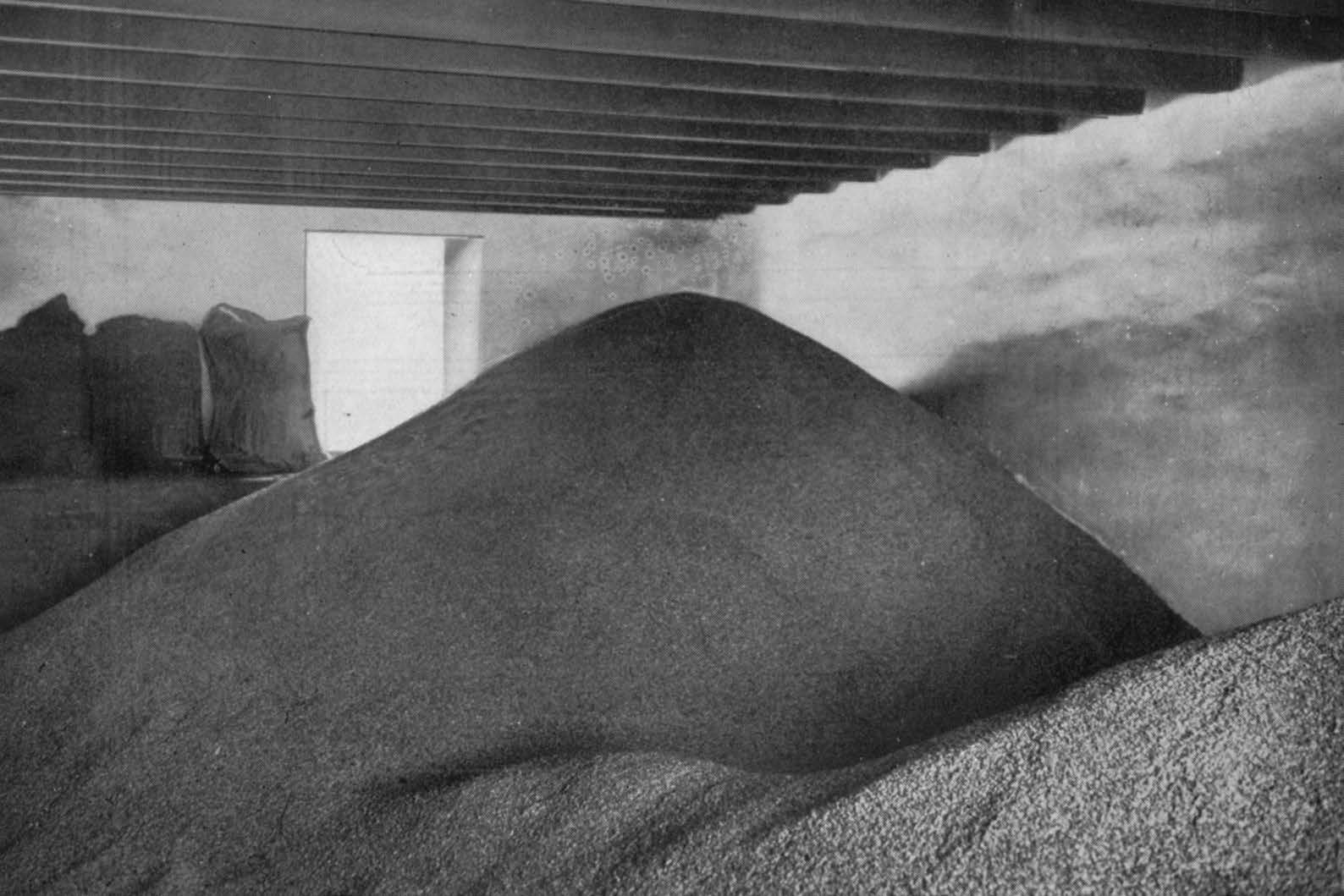 Glen-Elgin : Malt Heaps.