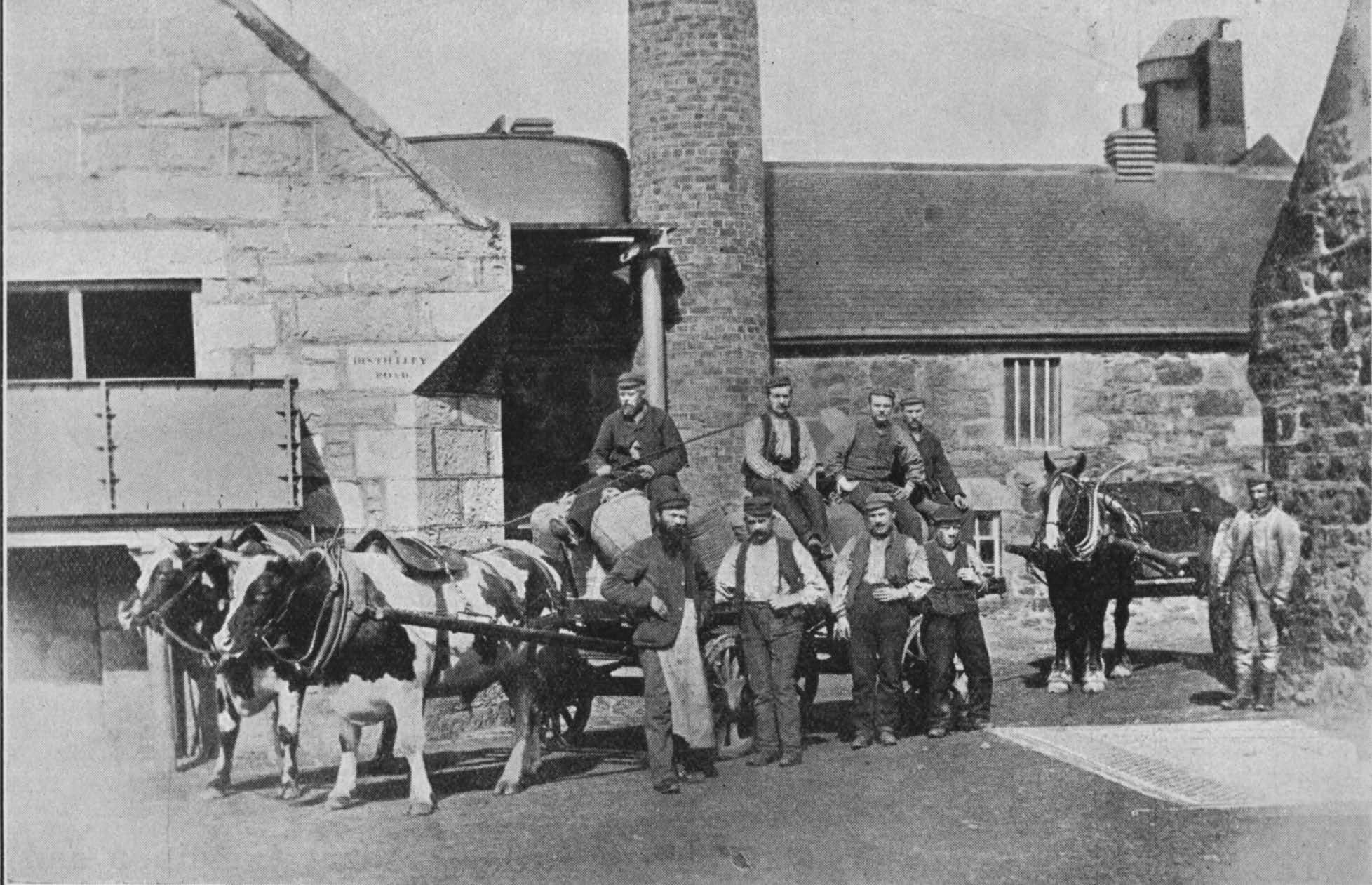 Glengarioch Distillery : Delivering barley by oxen (30 years ago).